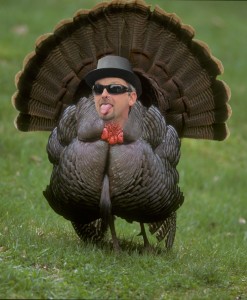 tidyturkey (1)