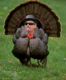 tidyturkey