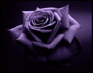 black rose